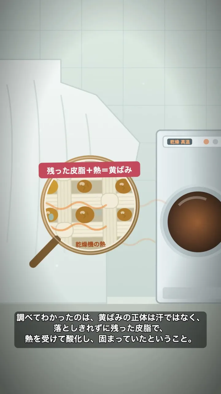 黄ばみの正体は汗じゃない、皮脂の酸化です